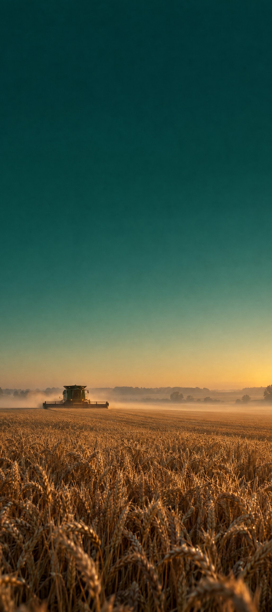 Golden wheat field at dawn with a lone combine harvester